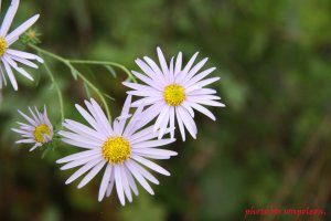 정읍 구절초 축제...