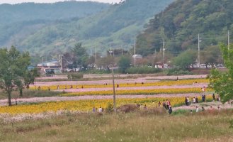 가을 꽃 나들이-정읍 구절초 축제