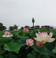 2019년 7월16일 관곡지 연꽃