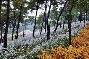 정읍 구절초 축제와 옥정호