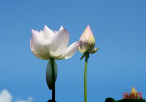 시흥 관곡지 연꽃(4)