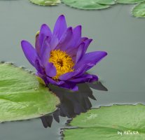 관곡지 수련.2019.7.16.