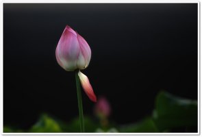 꿈꾸는 것과 행하는 것-사진 관곡지11-07-30