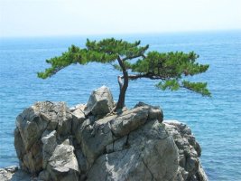 초심 이미지