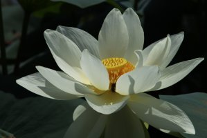 관곡지에서