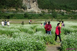 정읍 구절초축제, 임실 옥정호