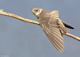 [스크랩] 鳥각종 새종류 사진19장