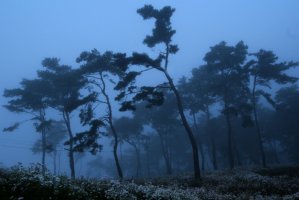 정읍 구절초 축제