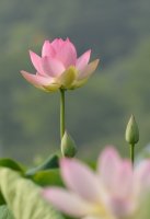 연꽃이 있는 풍경, 관곡지의 여름