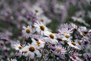 정읍구절초축제