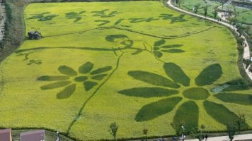 ***'정읍 구절초~축제***F