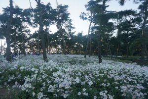 정읍 구절초 축제 12번째