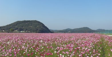 부여...그리고...코스모스~~