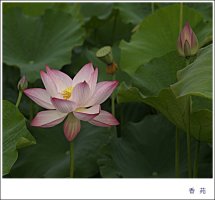 관곡지 연꽃