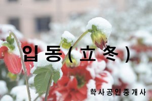 [입동] 입동(立冬), 무 뿌리점 아세요?