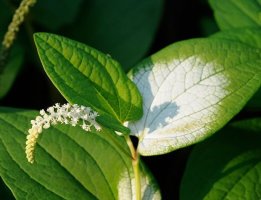 삼백초의 효능