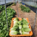 호골농장 이미지