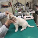 고득영동물병원 이미지