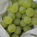 진아농장 이미지