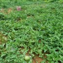 천만농장2 이미지