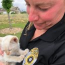 묘생역전 이미지