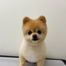 멍멍깍까 이미지