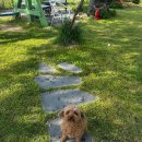 개멍물멍 이미지