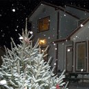 크리스마스 트리 이미지