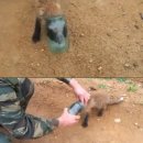 여우사람 이미지