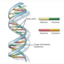 ＜인물세계사＞ 제임스 왓슨 & 프랜시스 크릭 // DNA 이중나선 구조를 밝혀내다 이미지