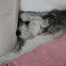 견사무소 호텔 유치원 | 서울 여행 필수! 강아지 유치원 비용&amp;추천 1박2일~장기 보관 가격 완벽 가이드