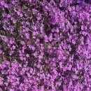 꽃내음가득 이미지