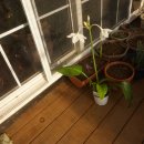 유카리스 이미지