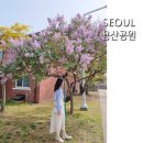서울 용산공원 부분개방부지 &amp; 용산가족공원 라일락 서부해당화 꽃놀이 명소