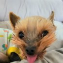 덕분이야모든개 이미지