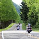 부귀 메타세쿼이아길 이미지