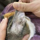 파랑새동물병원 이미지