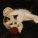 엘름트리 캐터리 이미지