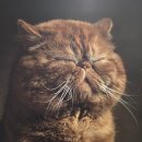 캣츠앤 | 12월 서울전시회 캣츠앤독스 후기 어린이 전시회 추천 @여의도벙커