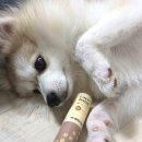 마라피키