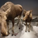 말코농장 이미지