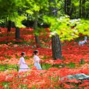 성주산자연휴양림 | 공립 성주산 자연휴양림 (대전/충남)