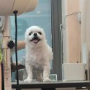 즐거운애견미용실 | 추천하고 단 한 번도 실패한 적없는 인천논현 애견미용실ㅣ미스터몽 후기(주차, 위치, 가격, 강아지맘)