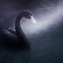 블랙스완(Black Swan)이란? 이미지