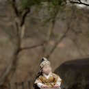 돌끝맘의 천안 설화원 돌잔치, 돌스냅, 가격 후기