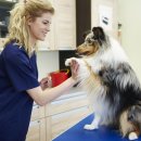 양천종합동물병원 이미지