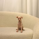 블루켄넬 이미지