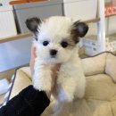 부산강아지분양 알프펫 | 부산강아지분양 파피티즈분양 후기 파피용 + 말티즈
