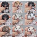 봄꽃햄스터