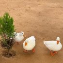 깨끗한농장 | 용인 "무럭무럭농장" 깨끗한 환경은 좋지만 다소 아쉬웠던 후기예요.